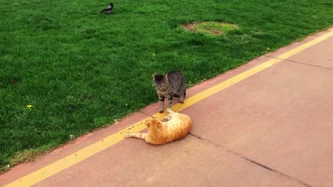 ISTANBUL ￼ Real Slow Motion Cat Fight in Istanbul - Battle for territory - Cat Video