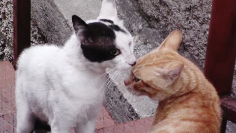 Epic Cat Fight