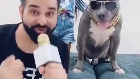 Most funniest dogs singer dogs