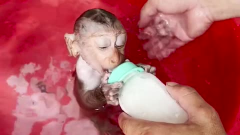 How to bathe a cute, non-naughty baby monkey#2