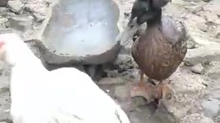 Duck has a crown on its head