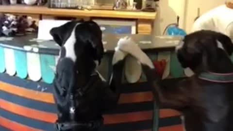 Boxers hilariously await to order food at dog cafe