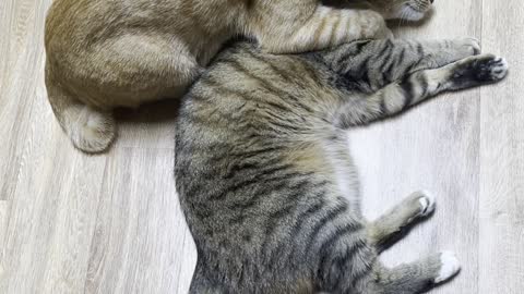 My cat's skinship...