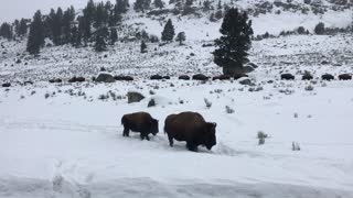 Bison On The Move Through Yellowstone