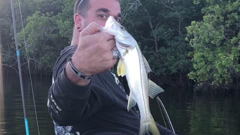 Red Tide Recon, Juvenile Snook return to Cross Bayou after severe red tide