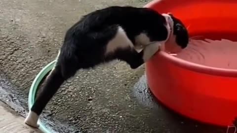 Cat Eating Water Funny Action