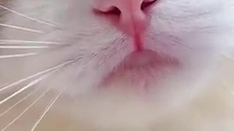 Funny cat talking with you