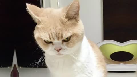 Cute Cats gets Angry | Don't mess with the angry cat!