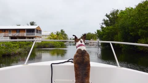 A dog that enjoys nature