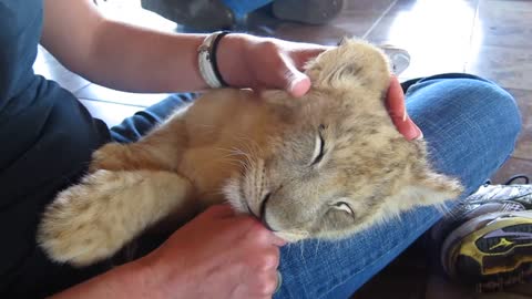 Lion Cub Relaxing