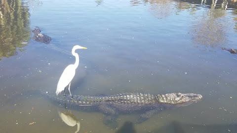 Bird Surfs on Alligator