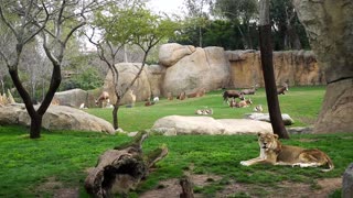 1 Of Oldest Lions Celebrates 20th By Popping Balloons