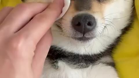 Dogs massage