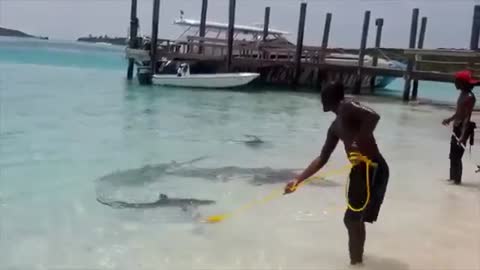 you wont believe this NASTY HUGE SHARK ATTACK -SEVERAL DIE AND ATTACKED GRUESOME