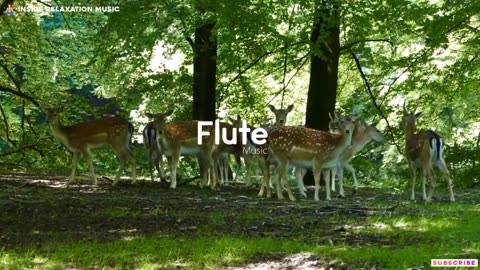 Uplifting Flute Meditation Music - Serene Krishna Flute Melodies | Fit Mindss