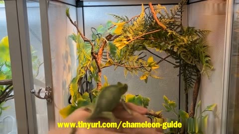 Discover What You Really Need to Know to Raise a Happy, Healthy Pet Chameleon!