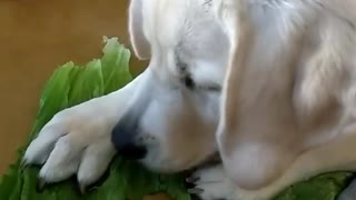 Labrador refuses to share tasty lettuce
