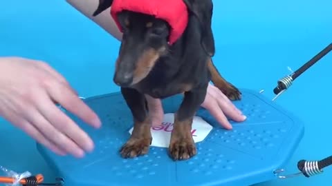 Wiener Dog Obstacle Challenge!