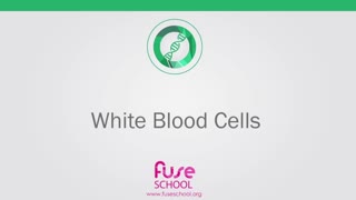 What Are White Blood Cells | Health | Biology | FuseSchool