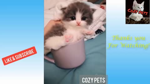 Top best of funny animals-😂 cute and funny pet clips!🐈