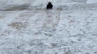 Adult sledding mishap