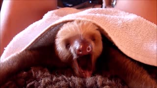 Baby Sloths Being Sloths!!!!!!! Awwwwwwwwww :)