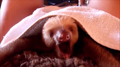 Baby Sloths Being Sloths!!!!!!! Awwwwwwwwww :)