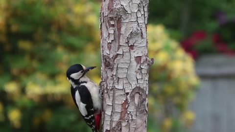 A bird of different colors stands on a tree