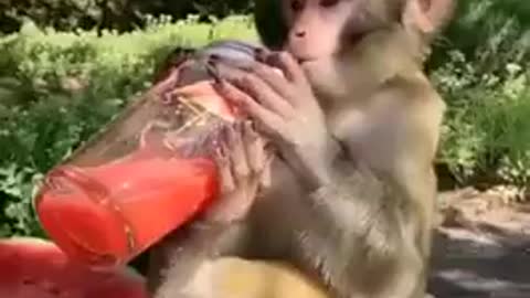 A cute and greedy monkey