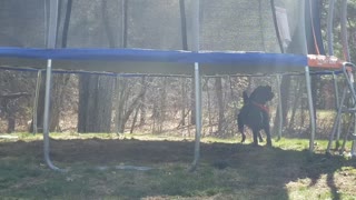 Dog Bounces Ball From Beneath Trampoline