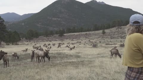 Rocky Mountain National Park A Gang Of Elk