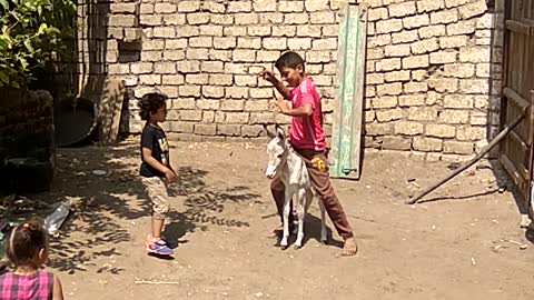 A boy playing with a little donkey