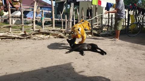 The dog was pranked by fake Tiger