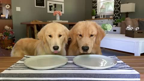Dog Reviews Food With Girlfriend | Tucker Taste Test 12