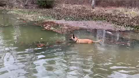 Malinois and standard poodle fetch from water