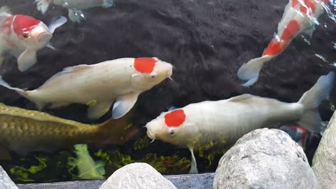 Koi fish cafe