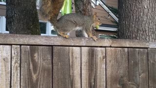 A squirrel on the fence with acorn