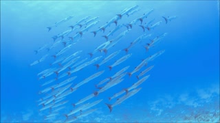 Herd Of Barracuda Meowing Together Under water