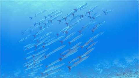 Herd Of Barracuda Meowing Together Under water