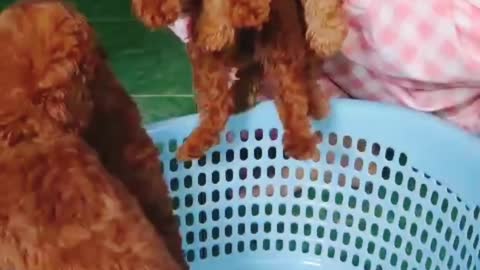 Cute little poodle dogs