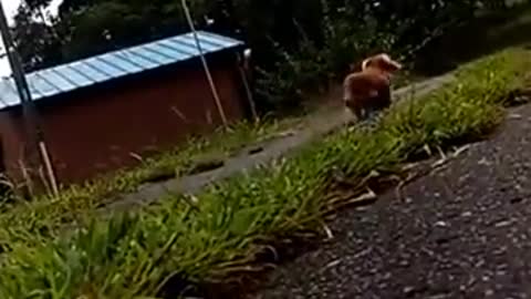 Dog owner pretends to fall over. The Dog Just doesn't seem to care