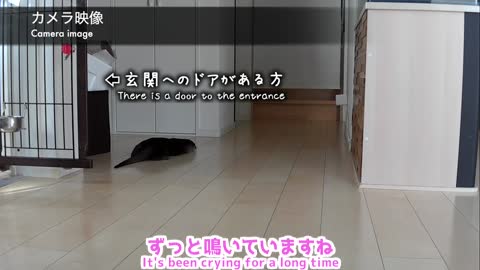 Pet Otter and Cat Staying Home, Interesting Camera View