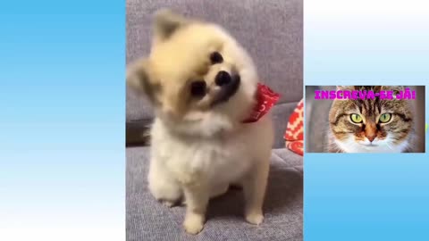 the funniest and cuddly pets videos