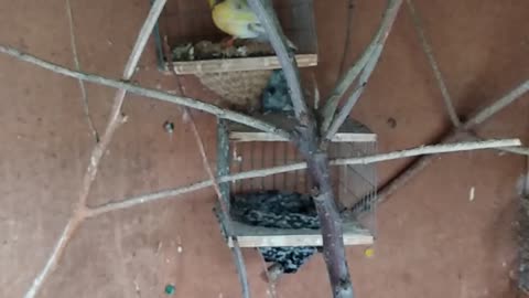 Home canary