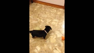 Ferocious Puppy Frightened By Thunderous Fart