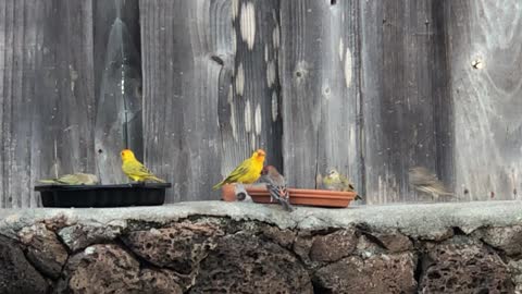 # Back Yard Birds Hawai’i our feathered Buddies