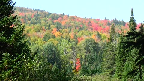 Fall Foliage