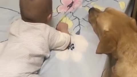 Adorable Labrador Dog Caring For Newborn Baby Will Gives You Positive Vibes