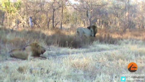 buffaloes help lion from another