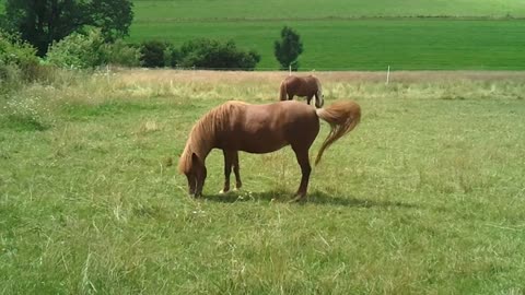 2 brown Icelandic(?) Horses grazing in Germany 2021. Video